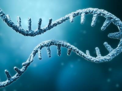 Study Shows Human Polymerase Can Reverse Transcribe RNA