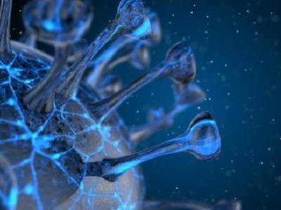 Targeting Cellular Response to SARS-CoV-2 Holds Promise as New Way to Fight Infection