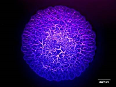 Pathogenic Bacteria Rendered Almost Harmless