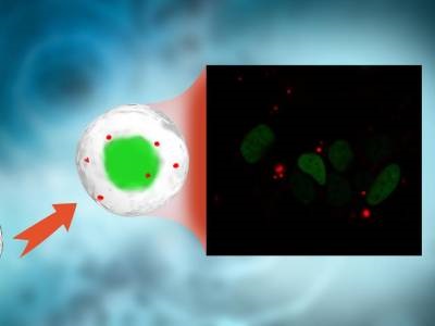 Researchers Announce Breakthrough in Fluorescence Labeling of RNA