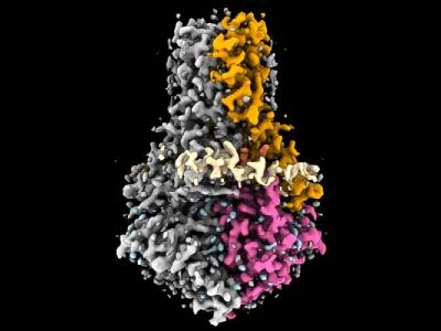 Uncovering the SARS-CoV-2 Protein Structure with Cryo-EM