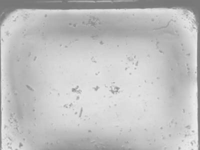 ‘Frugal’ Method Can Detect Water Pollutants with Phone