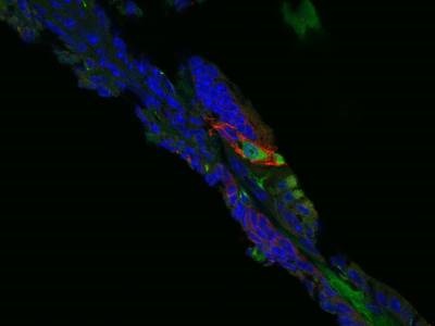 Efficient Antibody for Staining GLAST