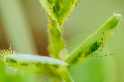 Which Pest Attacks First Can Impact Plant Defenses, Nutrition