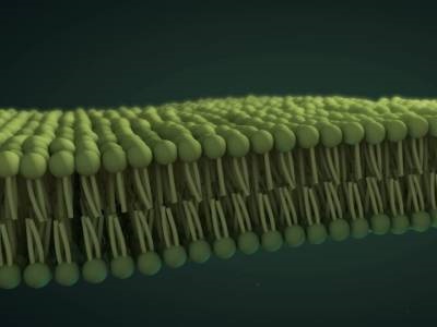 NIST Study Uncovers Mysteries of Cell Membrane Movement