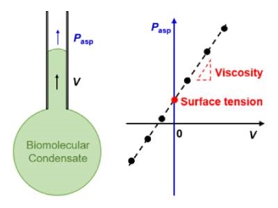 Micropipette Technique Offers New Way to Study Neurodegenerative Diseases