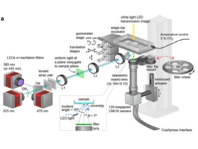 Researchers Simultaneously Image 1 Million Cells in Micrometer Resolution