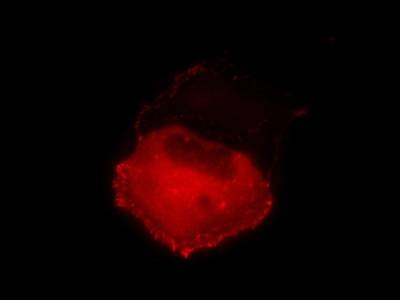 Very Clean and Specific Antibody