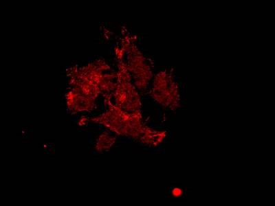 5-star Goat Polyclonal Anti-tdTomato Antibody
