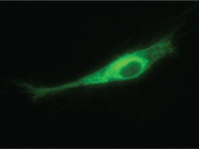 Great Antibody for Flow IF
