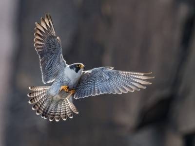  ‘Hidden’ Pesticide Byproducts Found in Wild Birds of Prey