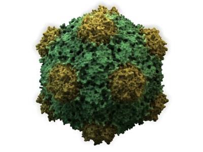COVID-19 Vaccine That Doesn’t Need Refrigeration Could Come as Patch