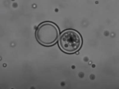 Watch: Synthetic Cell Ingests Particles Like ‘PAC-MAN’