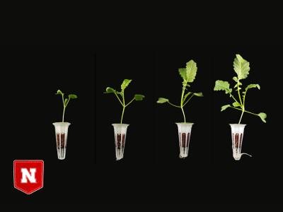 Hemp-based Growth Medium Shows Potential for Soil-free Farming