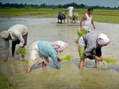 Rare Indian Rice Varieties Could Hold Solution for Infant Malnutrition