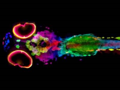 New 3D Imaging Method for Mapping Melanin in Whole Organisms