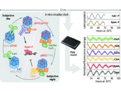 Detailed Biological Clock Assembled In Vitro