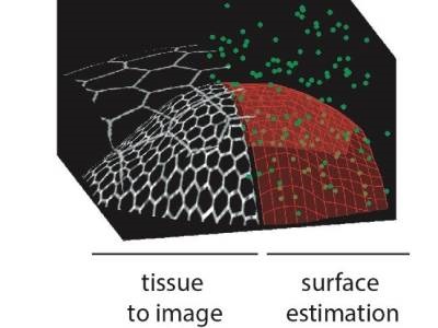  Smart Scanning Microscope Adapts to Sample Morphology
