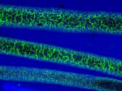 'Dream Team' Strives to Enable On-demand, Thermostable mRNA