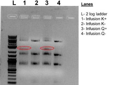 Good Kit for Infusion Cloning