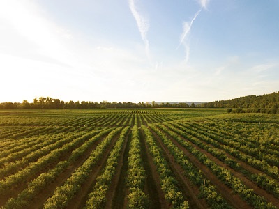 High PFAS Levels Detected in Fertilizers Made from Urban Waste