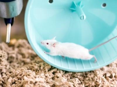  Multiomics Workflow Reveals How an Enriched Environment Helps the Brain