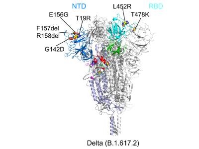 Why Is the Delta Variant More Contagious?