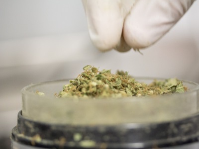 Indica vs. Sativa: Tests Show Cannabis Labels May Not Reflect Different Species