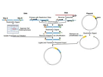 Increasing Throughput for Cloning and PCR Workflows with Ultrafiltration Tools