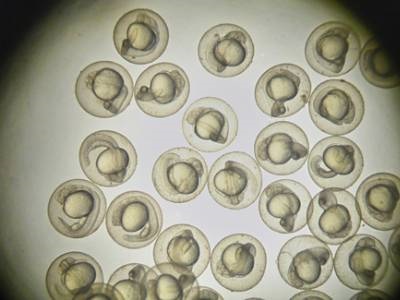 LABTips: Zebrafish Breeding and Embryo Handling