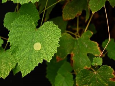 Biodegradable ‘Velcro’ Can Help Monitor and Improve Plant Health