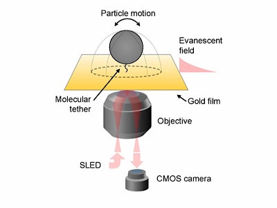 New Microscopy Method Tracks Activity of 100 Molecules in 3D