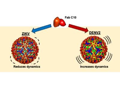 Antibodies Don’t Just Disable Viruses—They Could Distort Them Too