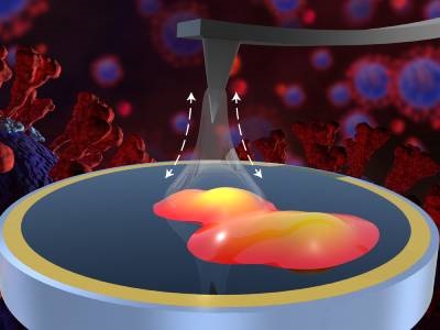 Atomic Force Microscopy Reveals How SARS-CoV-2 Sticks to Surfaces