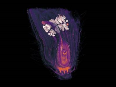 3D XRM Methodologies Enable High-res, Multiscale Plant Imaging