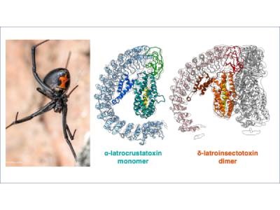 Molecular Structure of Black Widow Venom Revealed With Cryo-EM