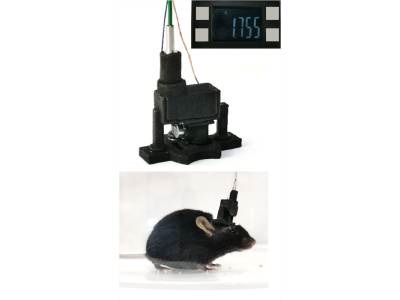 Head-mounted Microscope Enables Long-term Brain Imaging of Freely Moving Mice