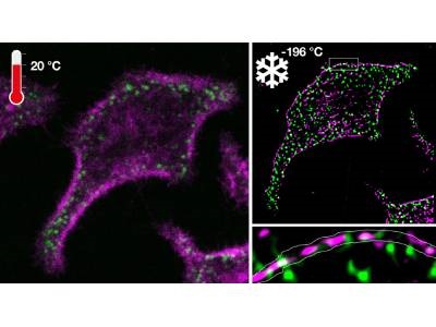 ‘Cool’ Fluorescence Microscopy Method Gives Clearer Images of Cell Processes