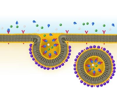 Super-resolution Imaging Reveals How Cells ‘Eat’