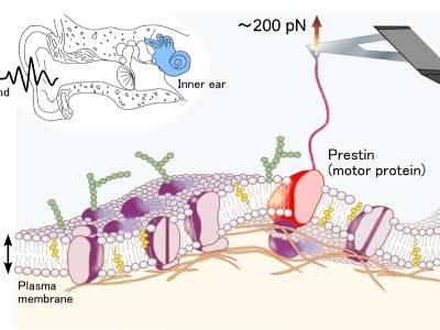 Force Spectroscopy ‘Pulls’ Structural Data of Inner Ear Protein