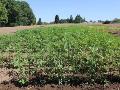 How Hemp Could Help Combat COVID-19