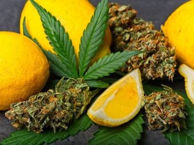 LABTips: Troubleshooting Tricky Terpenes