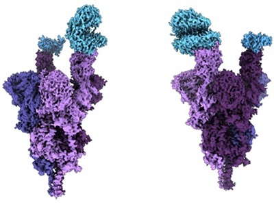 Scientists Unveil World’s First Molecular-level Analysis of Omicron Spike Protein