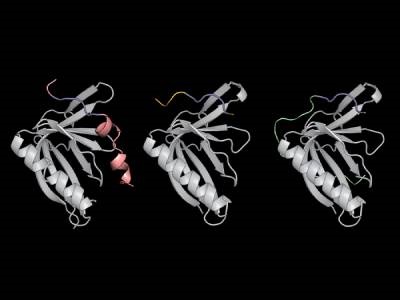 Novel Screening Method Provides Greater Insight into Protein Binding