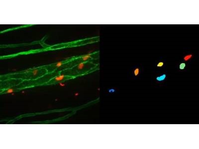 Computer Vision System Analyzes Cell Behavior from Microscope Images