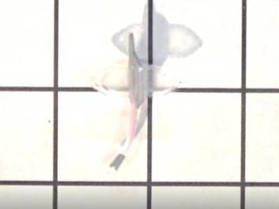Video: ‘Fish’ Made from Cardiac Cells Swims Autonomously