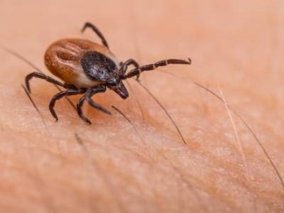 1st Gene Editing Tools for Ticks Could Help Fight Lyme Disease