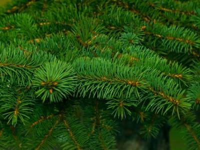 Pine Needles Provide Insights into 50 Years of PFAS Contamination