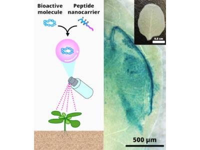 Spray Could Improve Crop Properties without Altering Genome