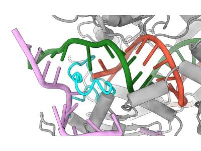 Redesigned Cas9 Reduces Gene Editing Errors